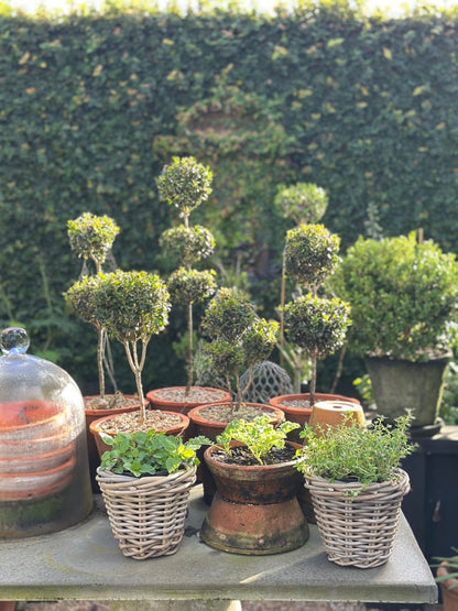 Herb Basket