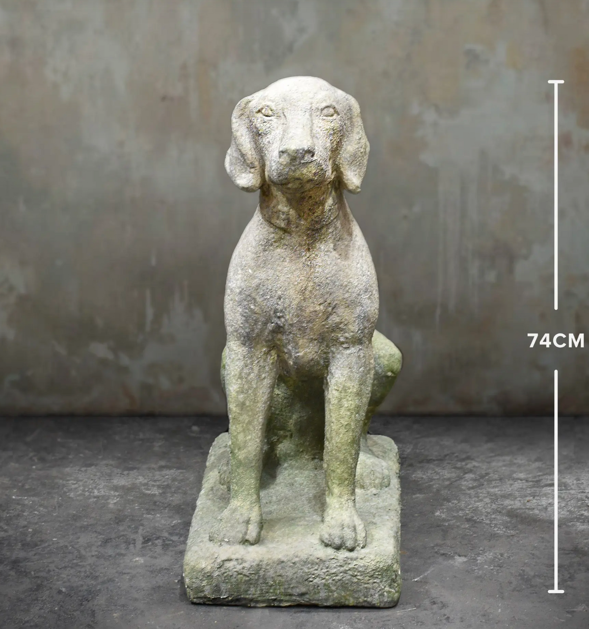 A weathered stone dog statue in a sitting position on a rectangular base, photographed against a textured gray wall and dark floor. White measurement lines and the text '74CM' indicate height.