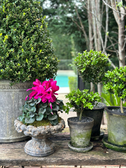 Aged Patina Low Planter