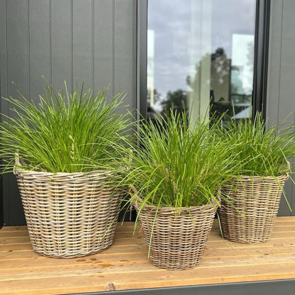 Harolds Signature Basket - Lined Tapered