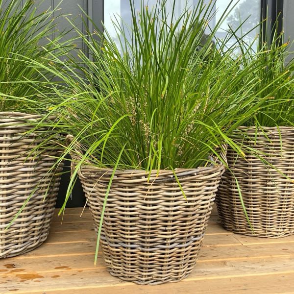 Harolds Signature Basket - Lined Tapered