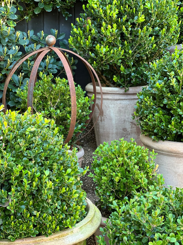Rust topiary ball trainer - HAROLDS