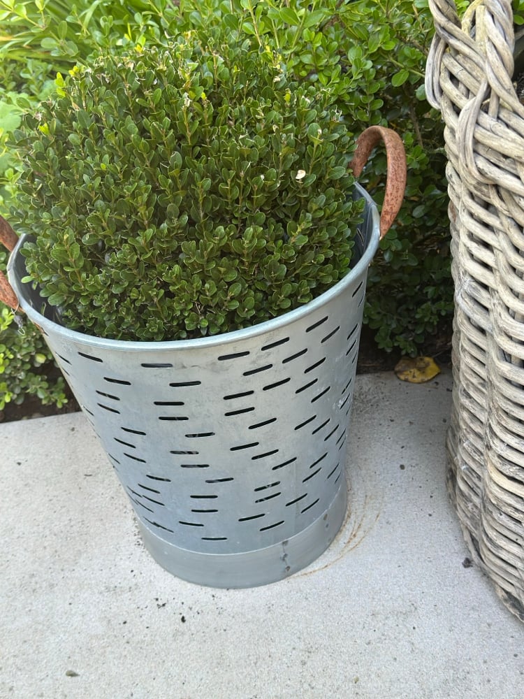 Turkish Olive Bucket